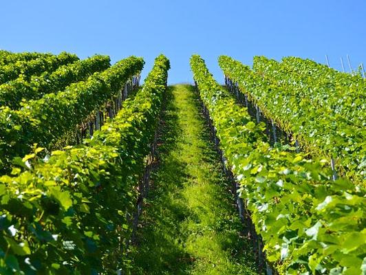 Weinberg Steillage Reihe hoch fotografiert