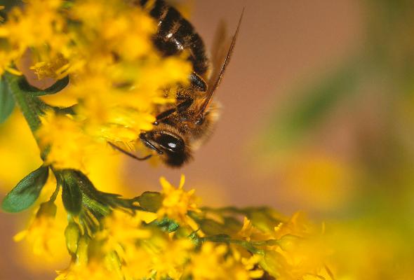 Biene gelbe Blüte Biene gelbe Blüte
