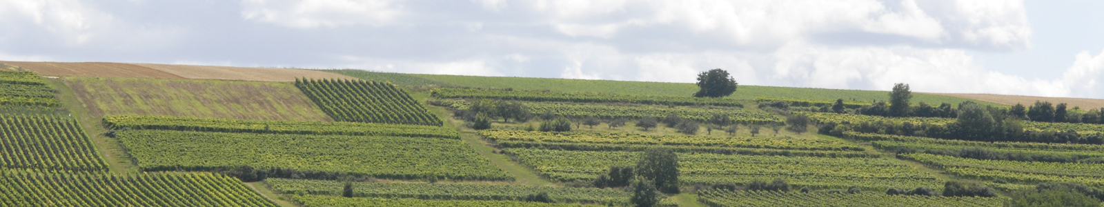 Weinberge und brachliegende Flächen mit Sträuchern ©Feuerbach