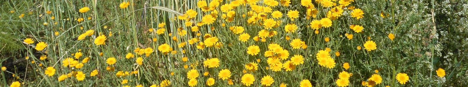Gelbe Wildblumen © Dienstleistungszentren Ländlicher Raum